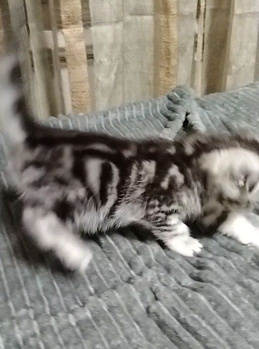 Две девочки Скоттиш фолд.