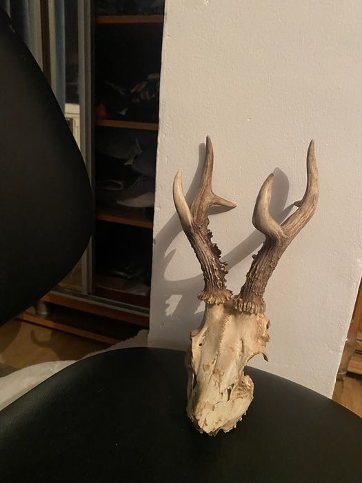 Trofeu coarne caprior cerb