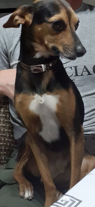 Пропала собака в жанадауре