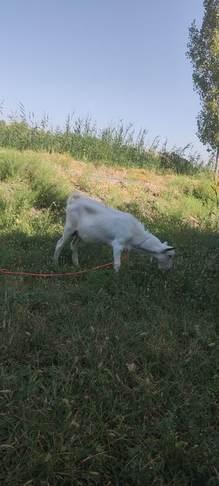 Zotdor zanin takalar sotiladi