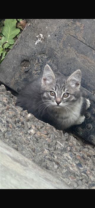 Отдам котенка девочку 3 месяца
