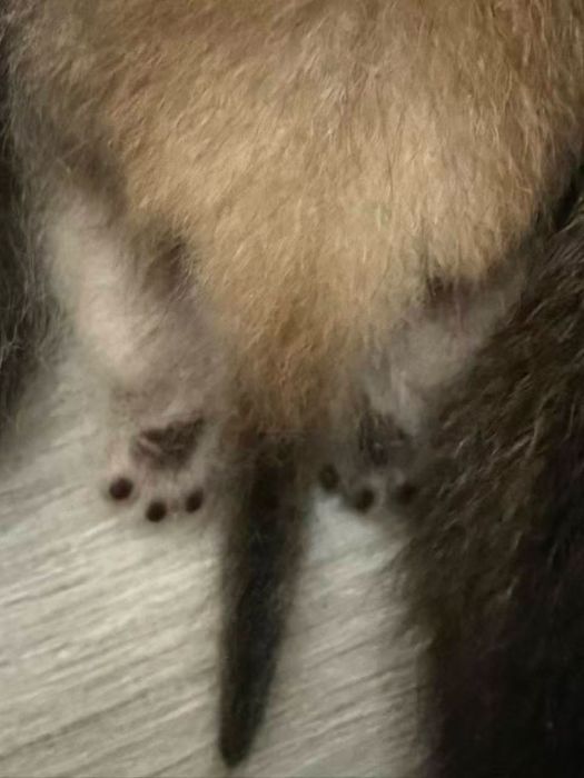 Скотиш фолд котята