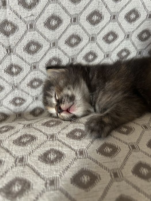 Отдам котенка в добрые руки
