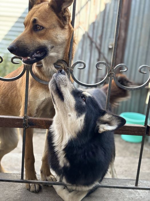 Отдам собаку Маламут