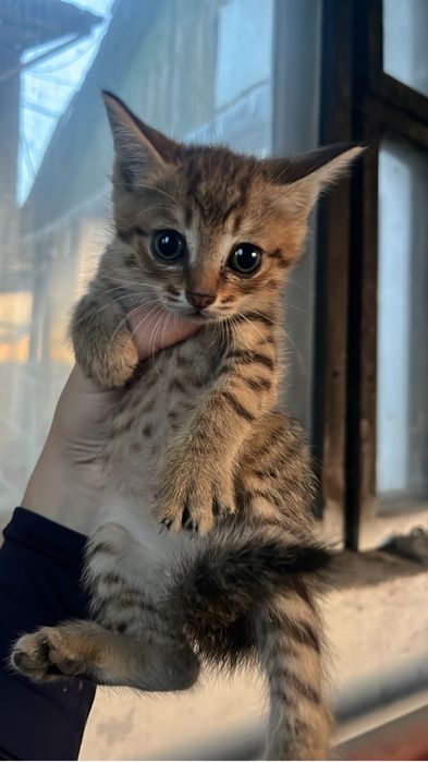 отдам котят в добрые руки