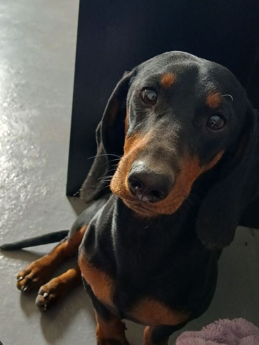 Таксы 1.5 годовалые