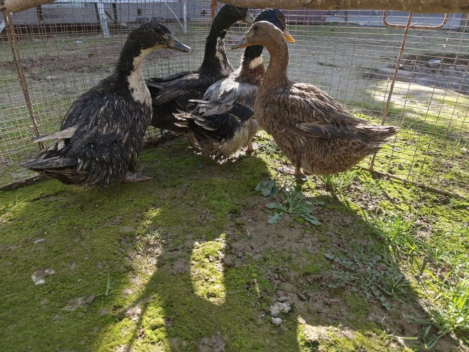 Продам утка четыре штука