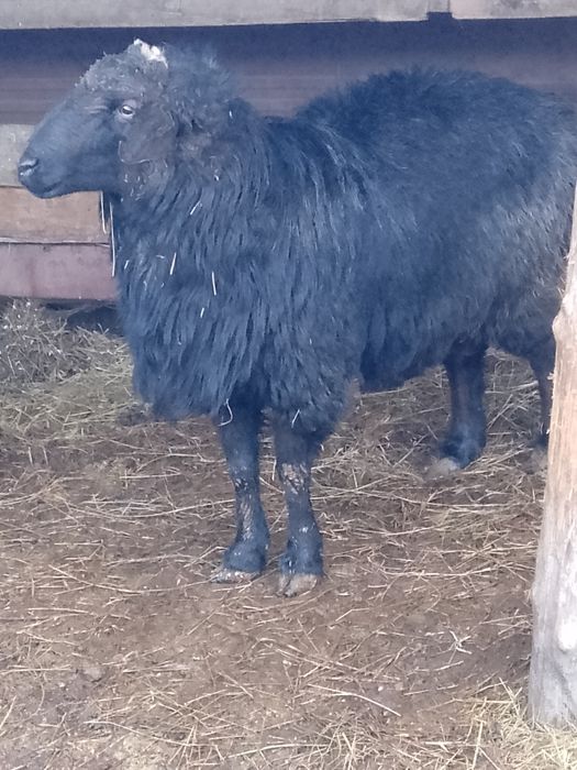Продам барана с откорма