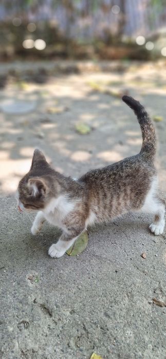 отдам Котёнка в добрые руки.