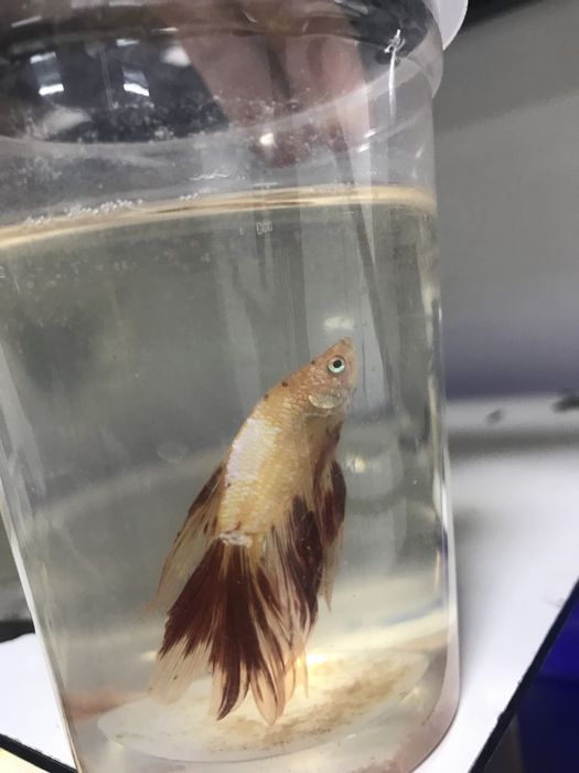 Юбки петушки разного цвета