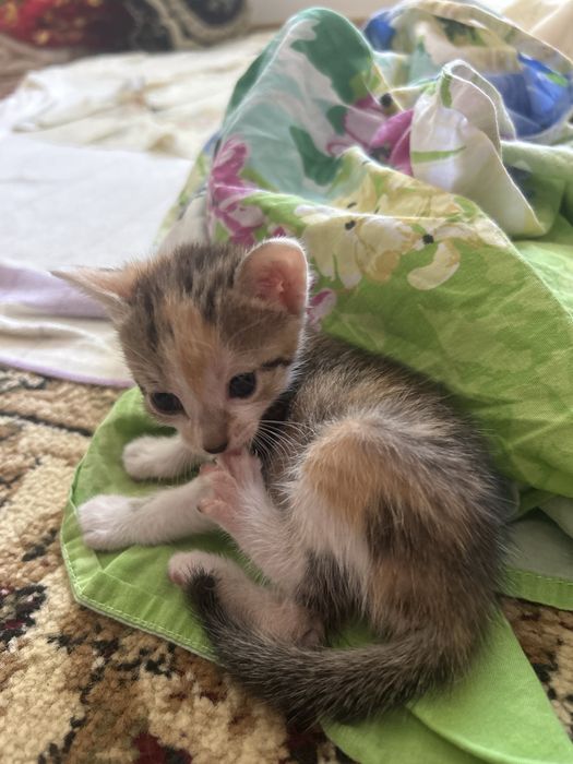 Отдам Котят В Хорошие руки!