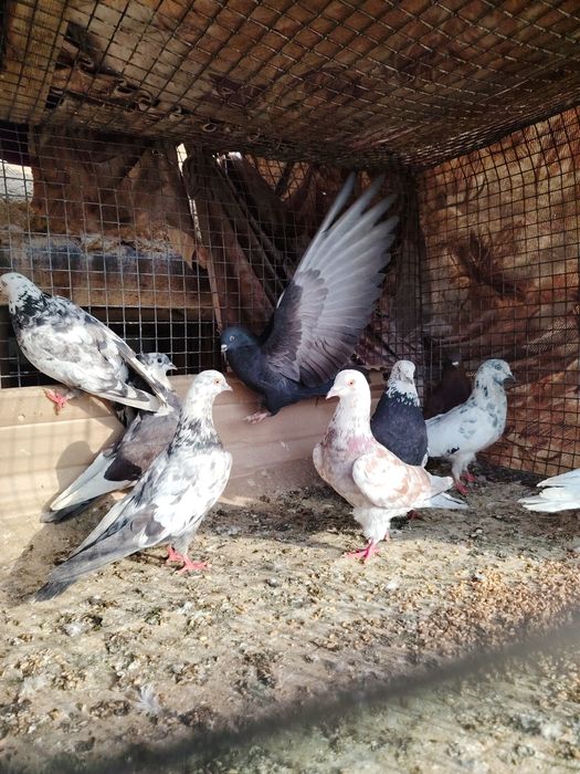 Сочи высоколётные игровые