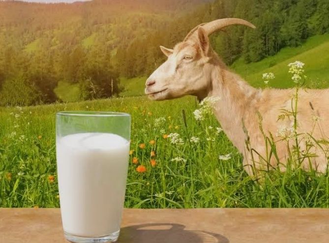 Козье молоко есть каждый день