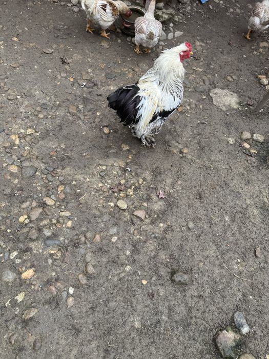 Vand cocos metish brahma