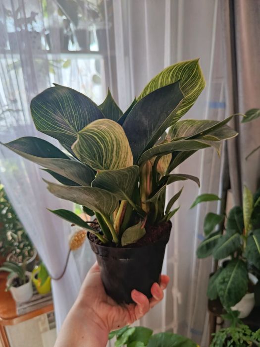 Продам комнатные цветы