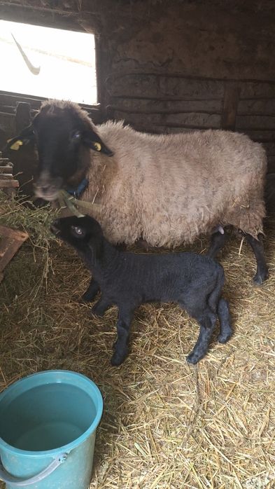 Oaie carabasa cu meluta