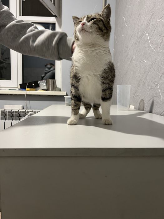 Кошечка ищет дом