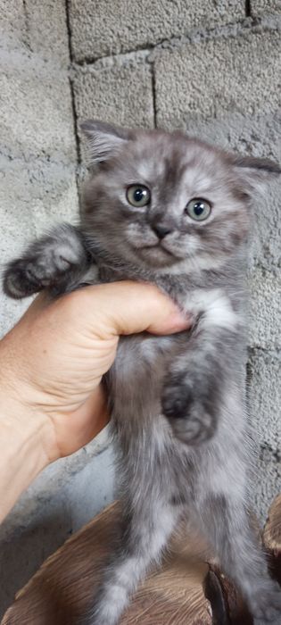 Продаю котенка, породы бретанец веслоухий,! Есть доставка платная.