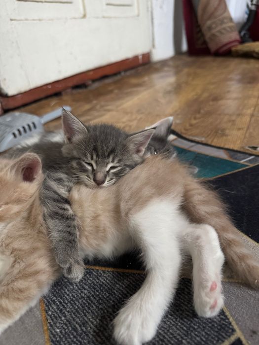 кошка мышеловка и ее котята