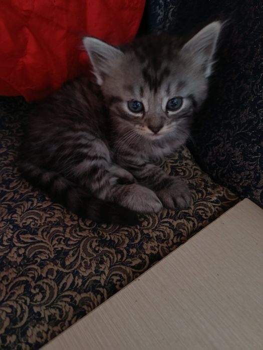Отдам котят в добрые руки.