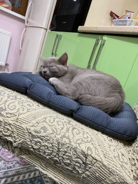 Продаю кота Британец -5000 тыс .тенге .