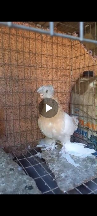 Голуби продажа  .