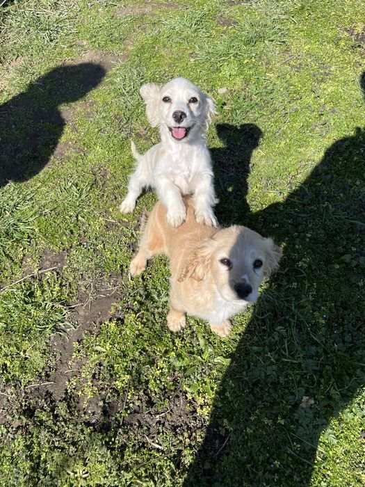 Малки кокер шпаньоли