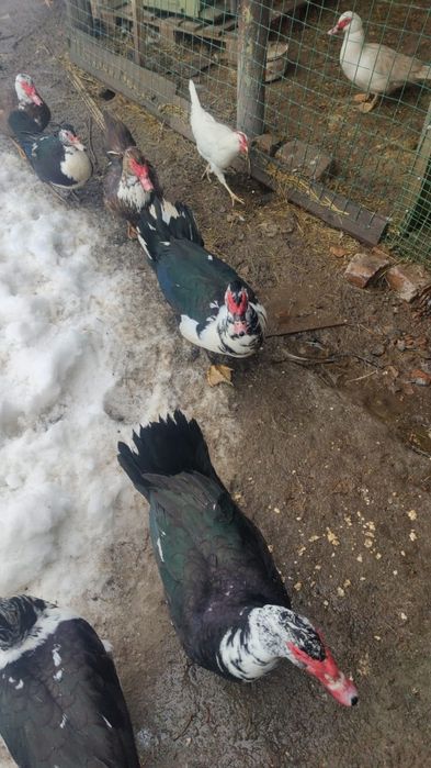 Продам селезней индоутки