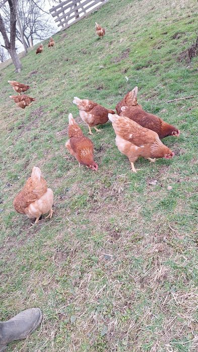 oua de vanzare din gospodărie proprie