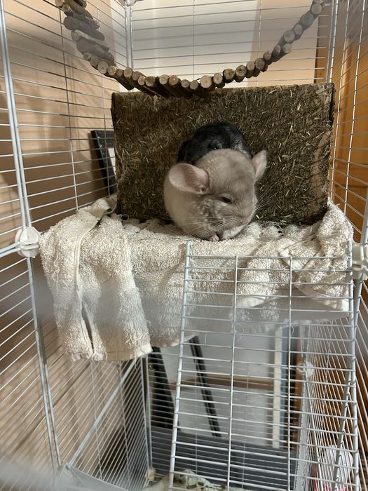 Chincile sinsile varsta 7 luni