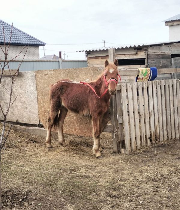 Құнан сатыдағы ..