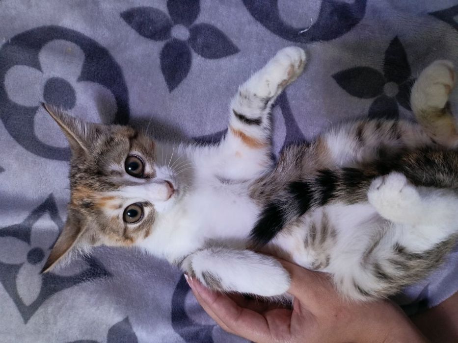 Пристраивается котёнок