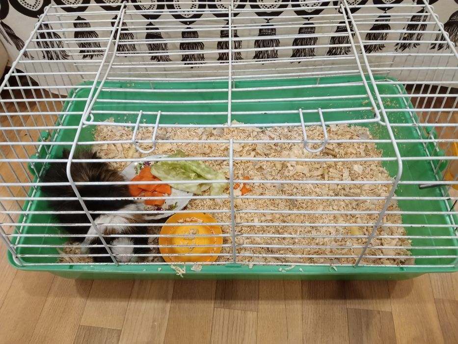 Продам морскую свинку