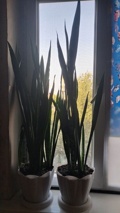 Продаются комнатные растения.