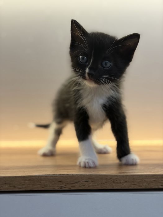 Черный котенок 1 месяц