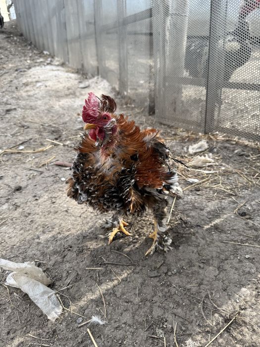 Vand sau schimb 4 cocosi pitici