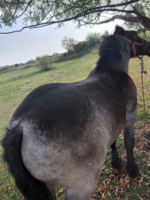 De vânzare un mânz