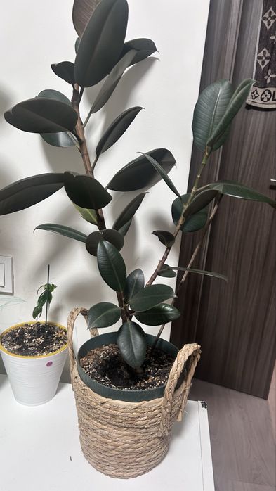 Фикус каучуконосный