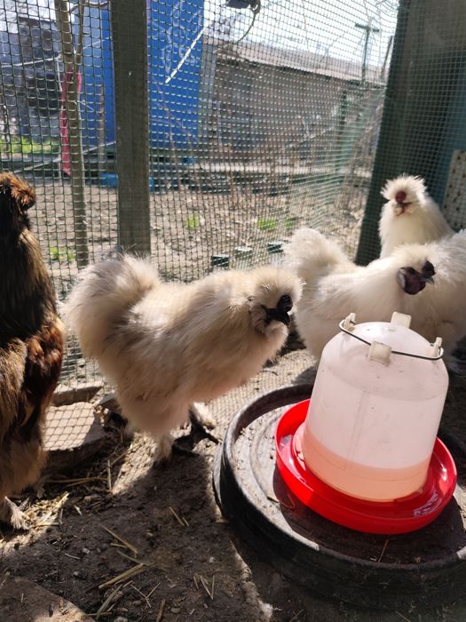 Продам молодых петушков!