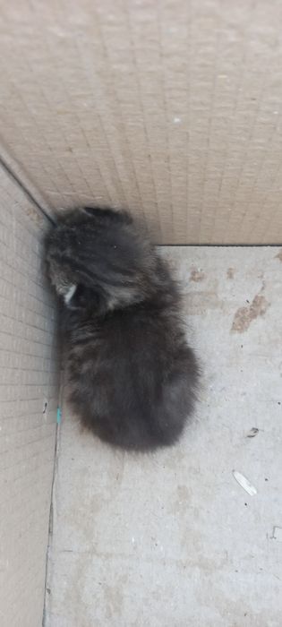 Mushuk bolasi tekinga