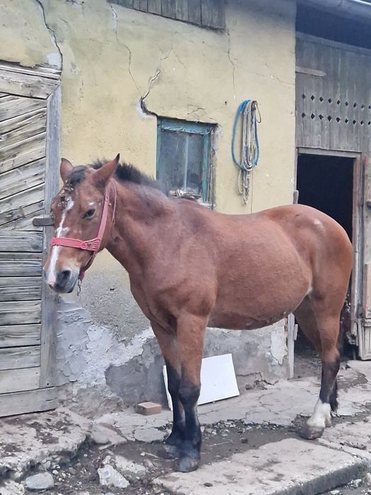 Vând cal comuna Chiochis, sat Țentea