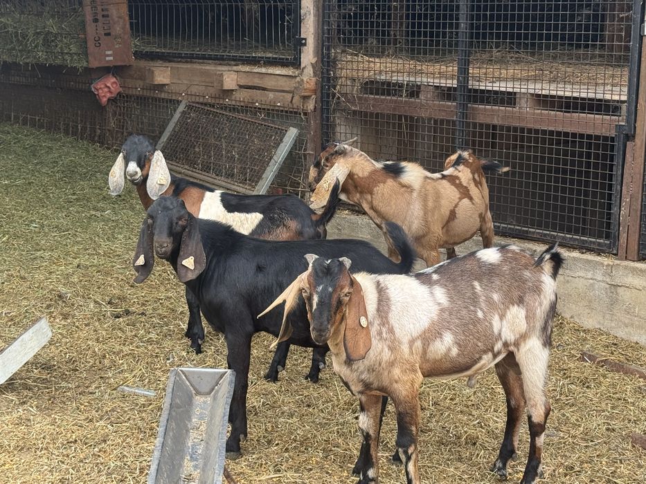 Capre si iede anglonubian cu pedegree