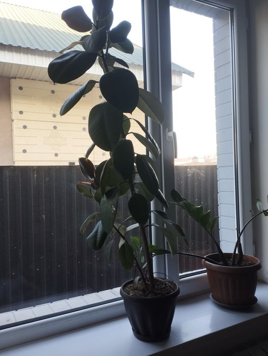 Продам комнатные цветы