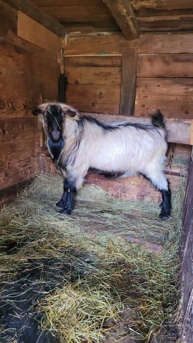 Țap foarte cuminte de vânzare!