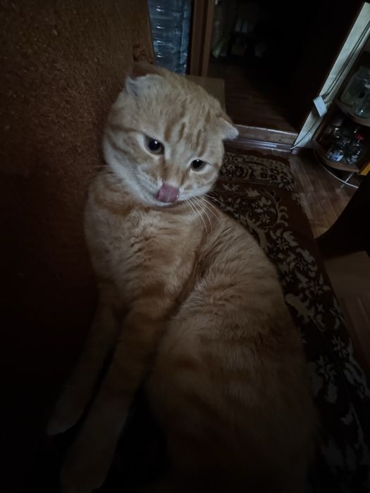 Рыжий кот (1-годик)