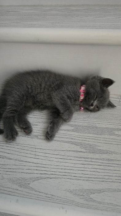 Скоттиш Фолд и Страйт
