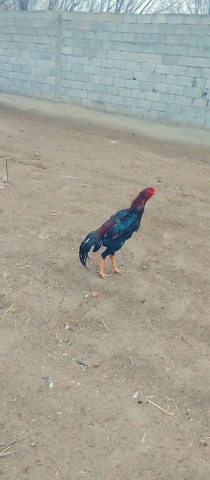 Dakan jojamiz sotiladi