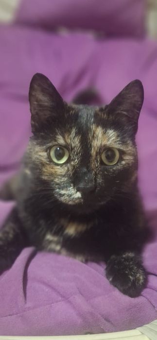 Отдам шикарную кошечку