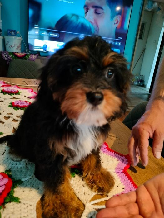 Cavapoo Baetel disponibil
