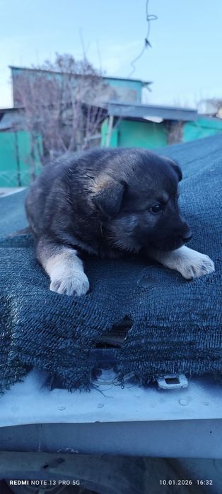 Щенки полу хаски полу дворяне)